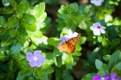 选择聚焦摄影紫色花瓣的花蝴蝶
